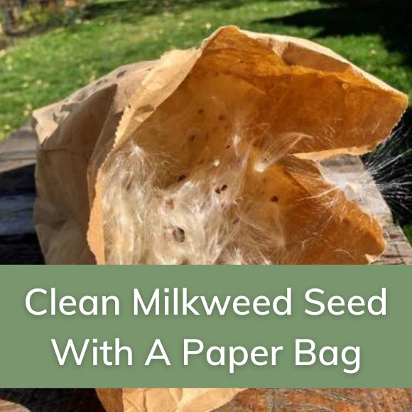 Clean Milkweed Seed with a Paper Bag!