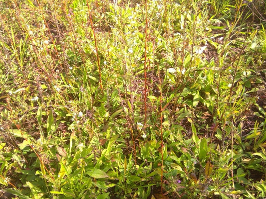 End Of The First Growing Season