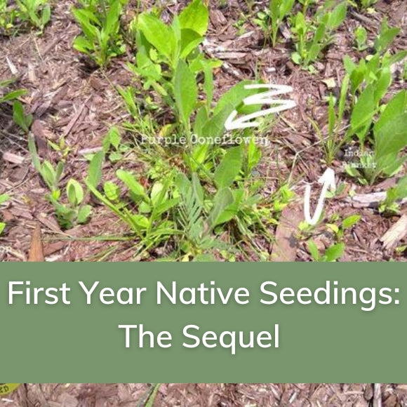 First Year Native Seedings: The Sequel