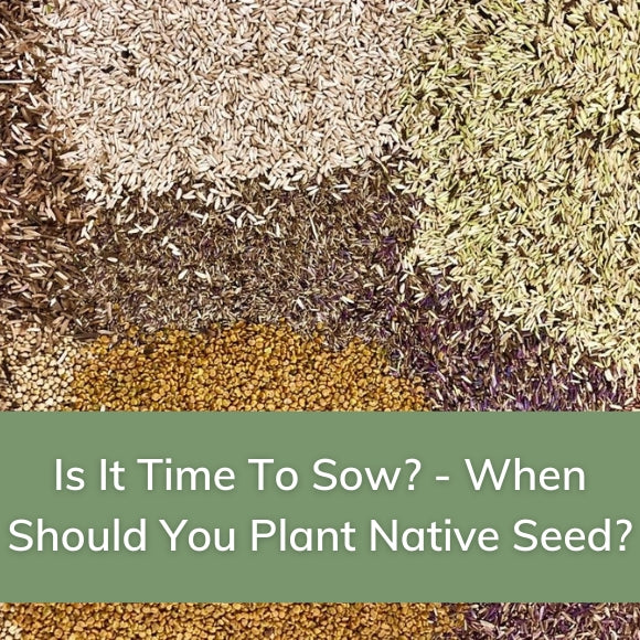Is It Time to Sow? - When Should You Plant Native Seed?