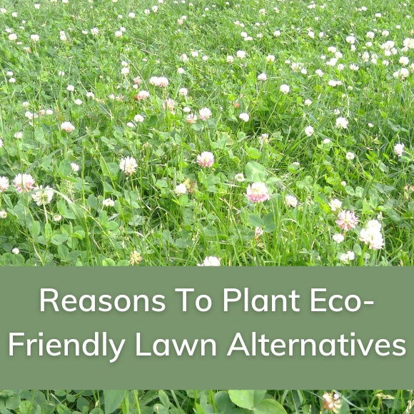 Reasons to Plant Eco-Friendly Lawn Alternatives