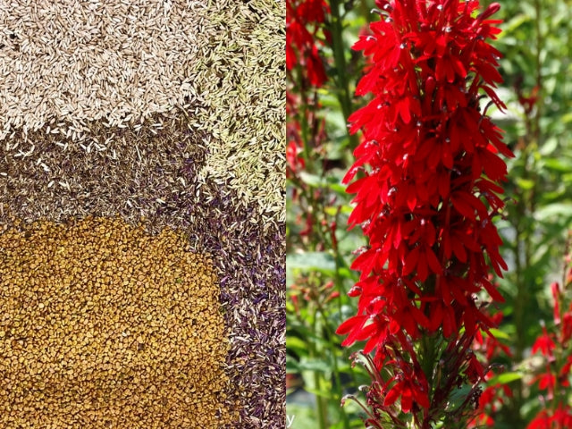 Seeds or Plants...Choosing The Right Option For Your Native Plant Project