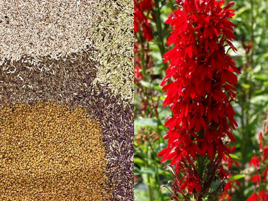Seeds or Plants...Choosing The Right Option For Your Native Plant Project