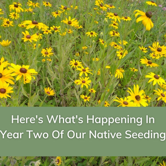 Here's What's Happening in Year Two of our Native Seeding