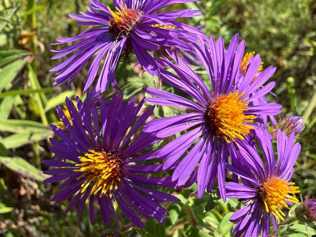 Aster novae-angliae - New England Aster