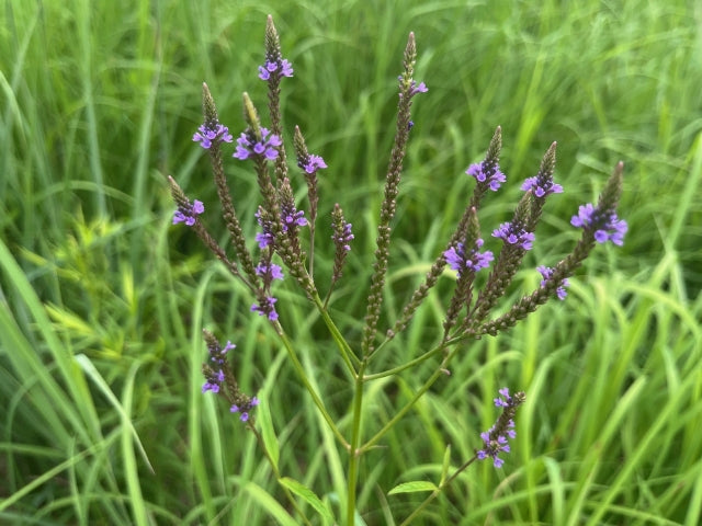 wildflower seeds ohio Ohio Flood Plain Native Seed Mix