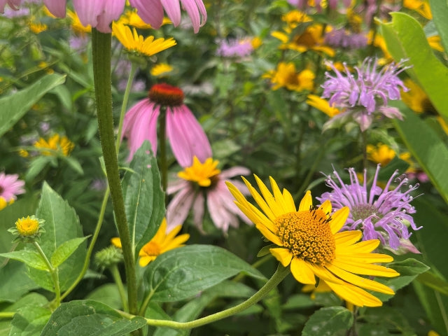 plant seed mix Ohio Pollinator Oasis Native Seed Mix