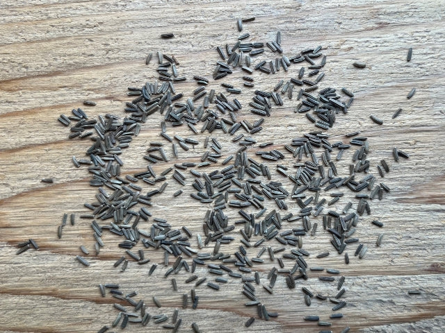 A closeup image of Prairie Ironweed Seed