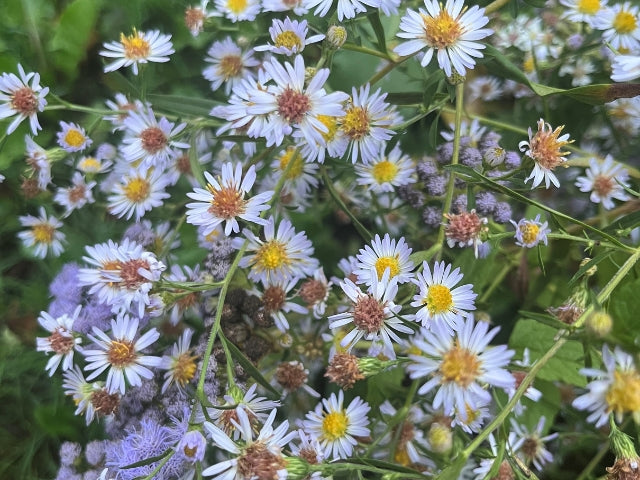 aster flower from seed Aster laevis