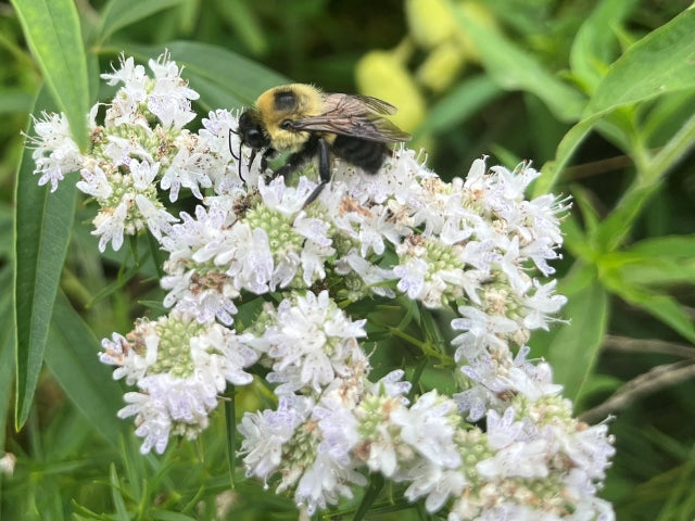 Bee on Flowering Narrow Leaved Mountain Mint in Wetland Native Seed Mix
