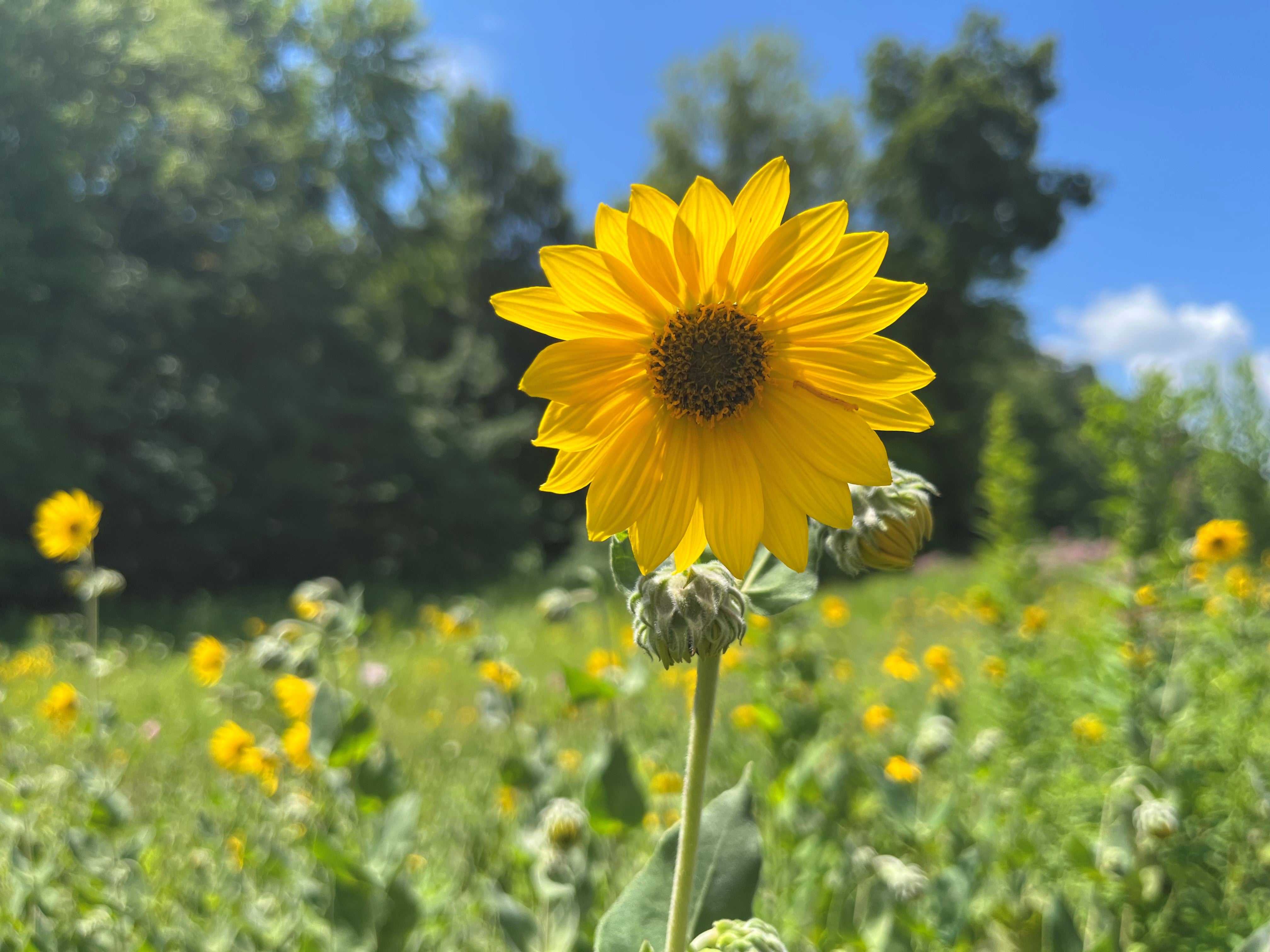 Lucy Sunflower's Hairy Back: A Controversial Topic