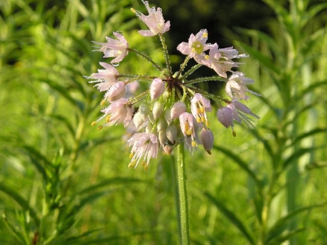 onion seed flower Allium cernuum