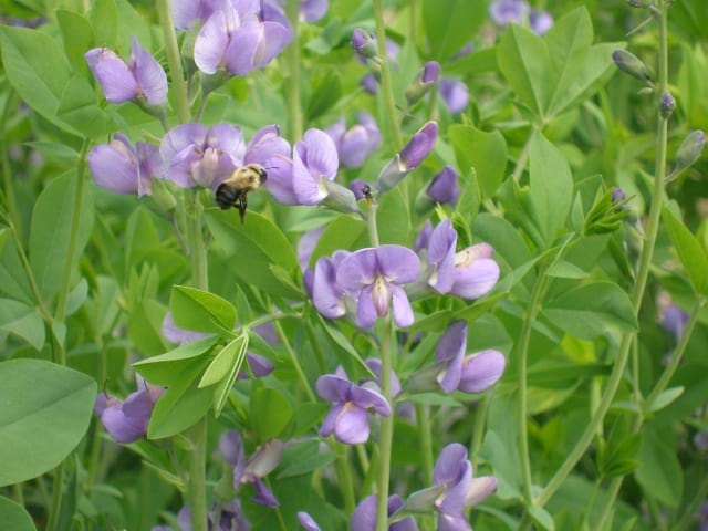planting false indigo seeds Baptisia australis