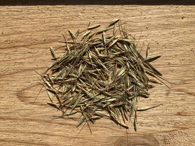 bottlebrush plant seeds Hystrix patula