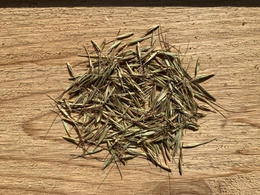 Hystrix patula - Bottlebrush Grass