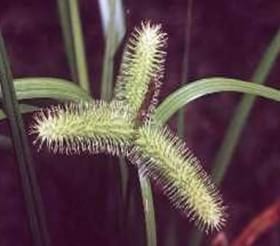 Carex comosa - Bristly Sedge