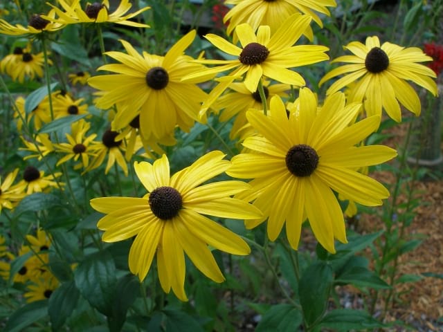 planting brown eyed susan seeds Rudbeckia triloba