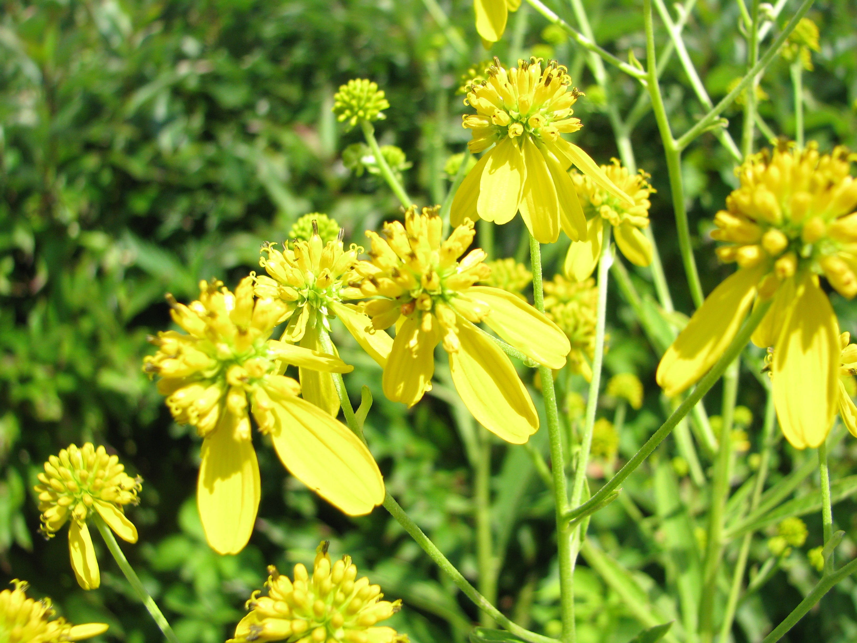West Virginia Native Pollinator Seed Mix
