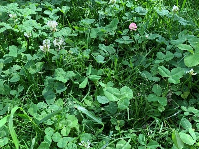 four leaf clover plant seeds Clover Lawn Mix – OPN Seed
