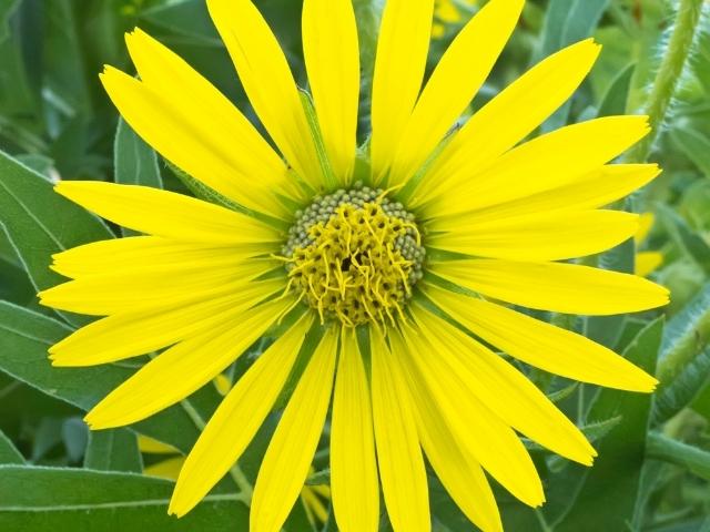 compass plant seeds SILPHIUM laciniatum (Compass Plant) 1/4 lb