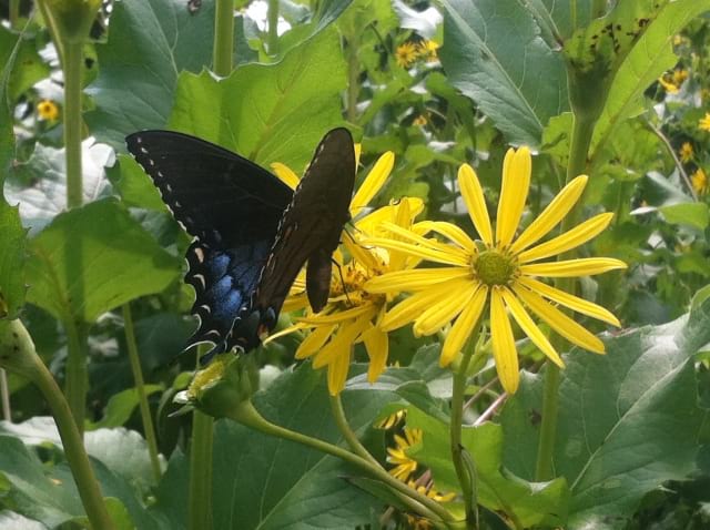 growing cup plant from seed Silphium perfoliatum