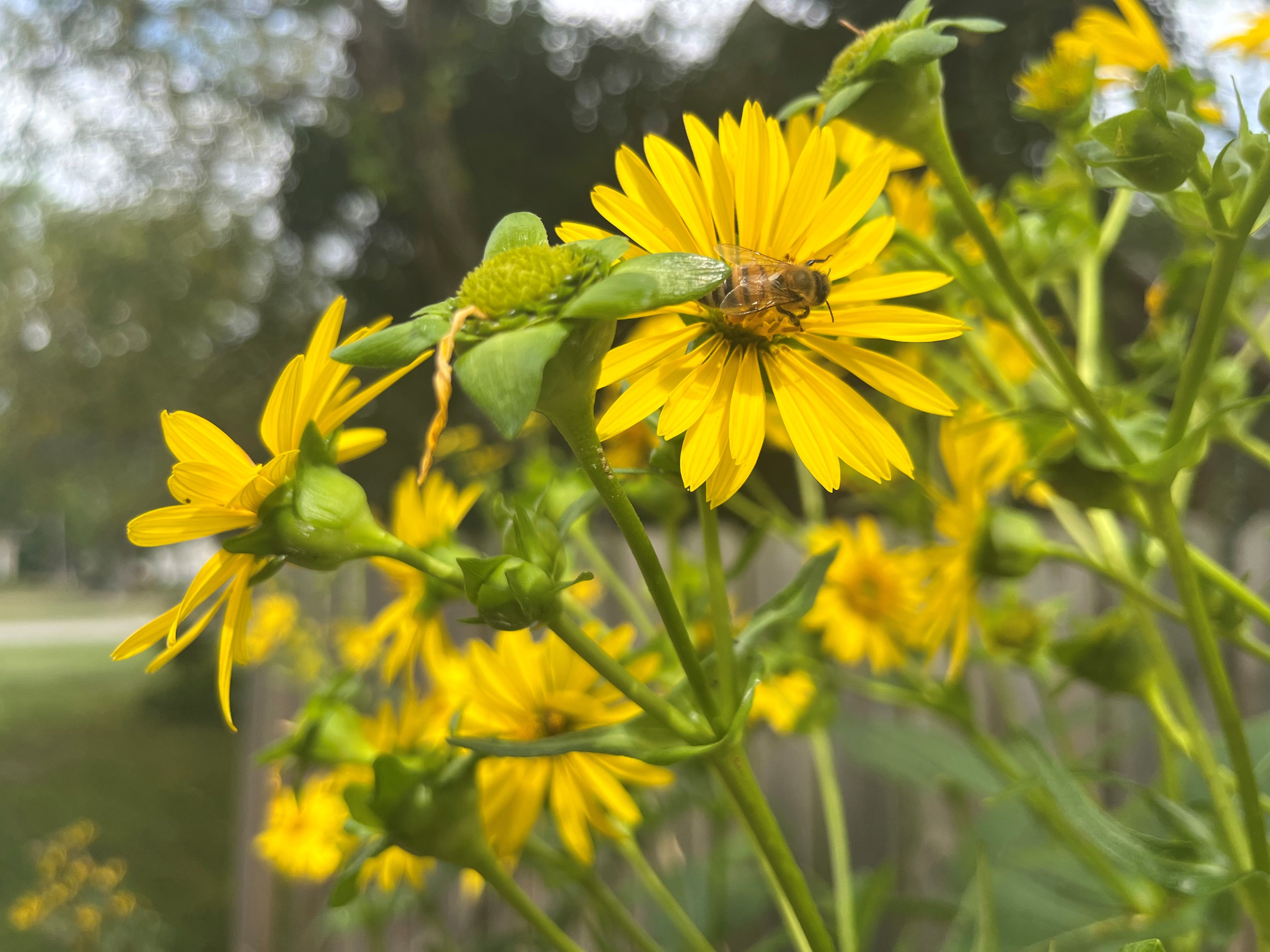 flower grass seed Mixed Height Native Grass and Wildflower Seed Mix