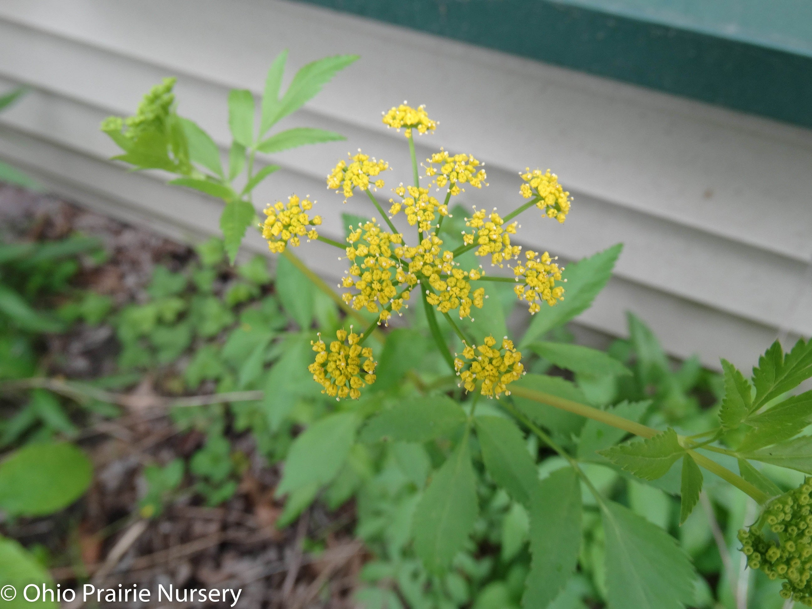 golden seed plant Zizia aurea