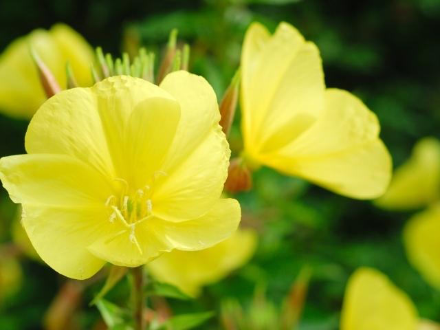 evening primrose flower seeds Oenothera biennis