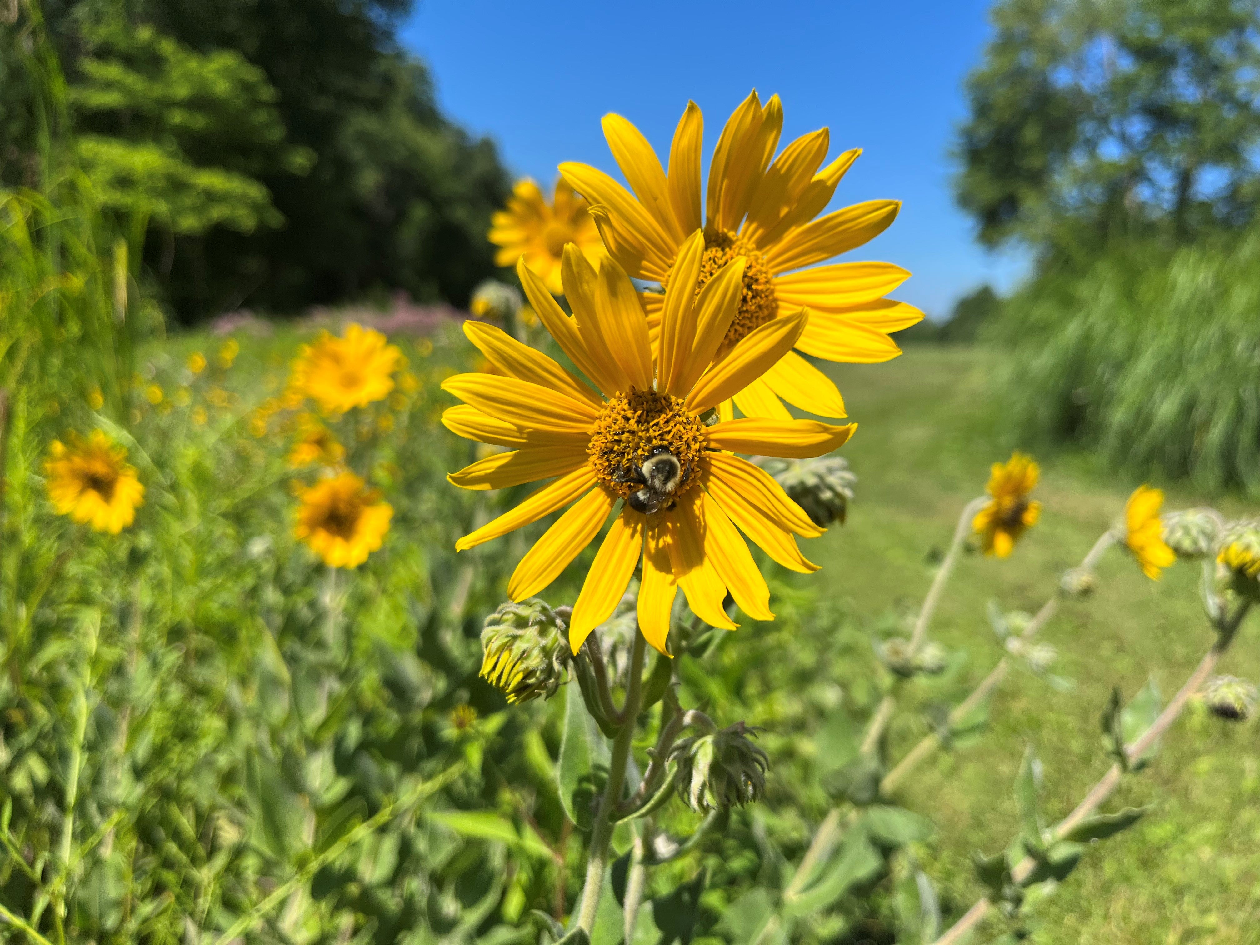wildflower seeds perennial Diverse Perennial Wildflower Native Seed Packet – OPN Seed