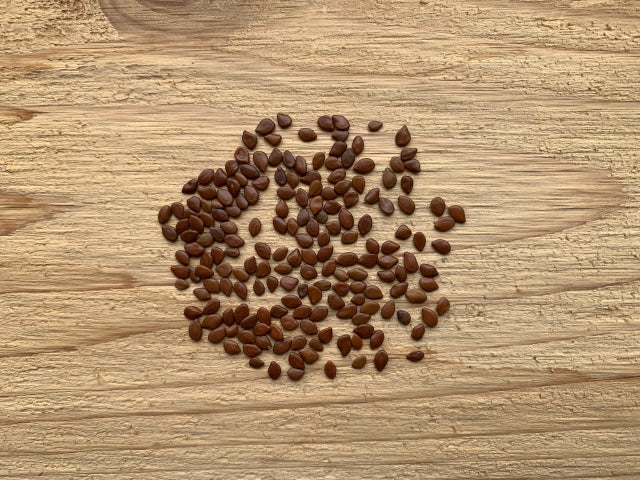 illinois wild flower seeds Desmanthus illinoensis