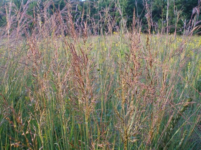 Sorghastrum nutans - Indian Grass