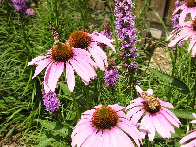 purple wildflower seeds Midwest Wildflower Native Seed Mix – OPN Seed