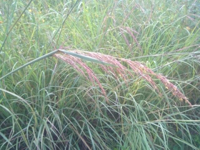 grass seed plant Mixed Height Native Grass Seed Mix