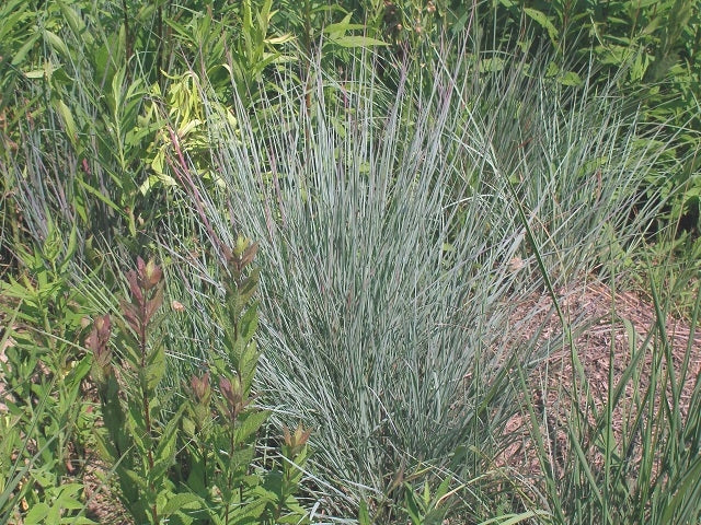 Native Short Grass Seed Mix