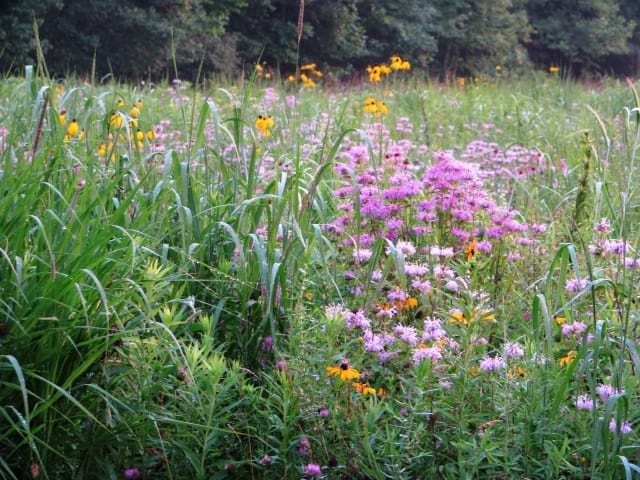 plant wildflower seeds Native Short Grass and Wildflower Seed Mix