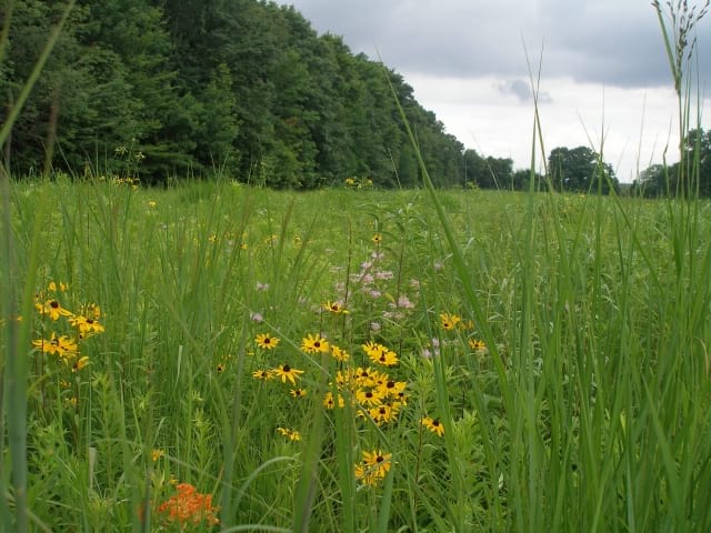 flower grass seed Native Tall Grass and Wildflower Seed Mix