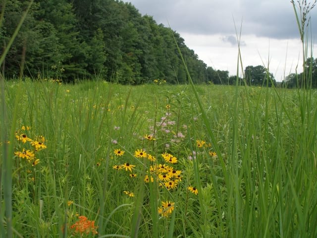 Native Tall Grass and Wildflower Seed Mix