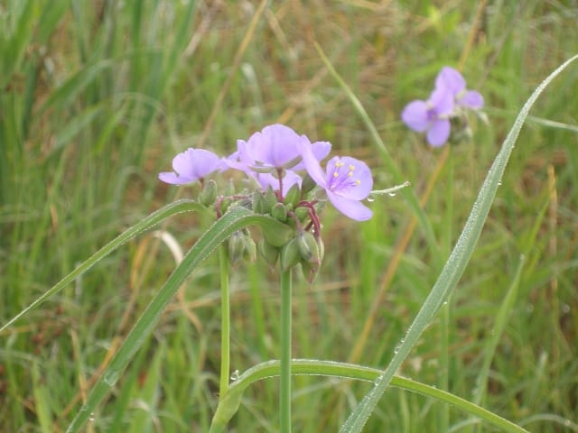 spiderwort plant seeds Tradescantia ohiensis