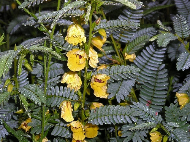 a tall pea plant with yellow seeds Chamaecrista fasciculata