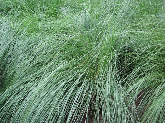 Sporobolus heterolepis - Prairie Dropseed
