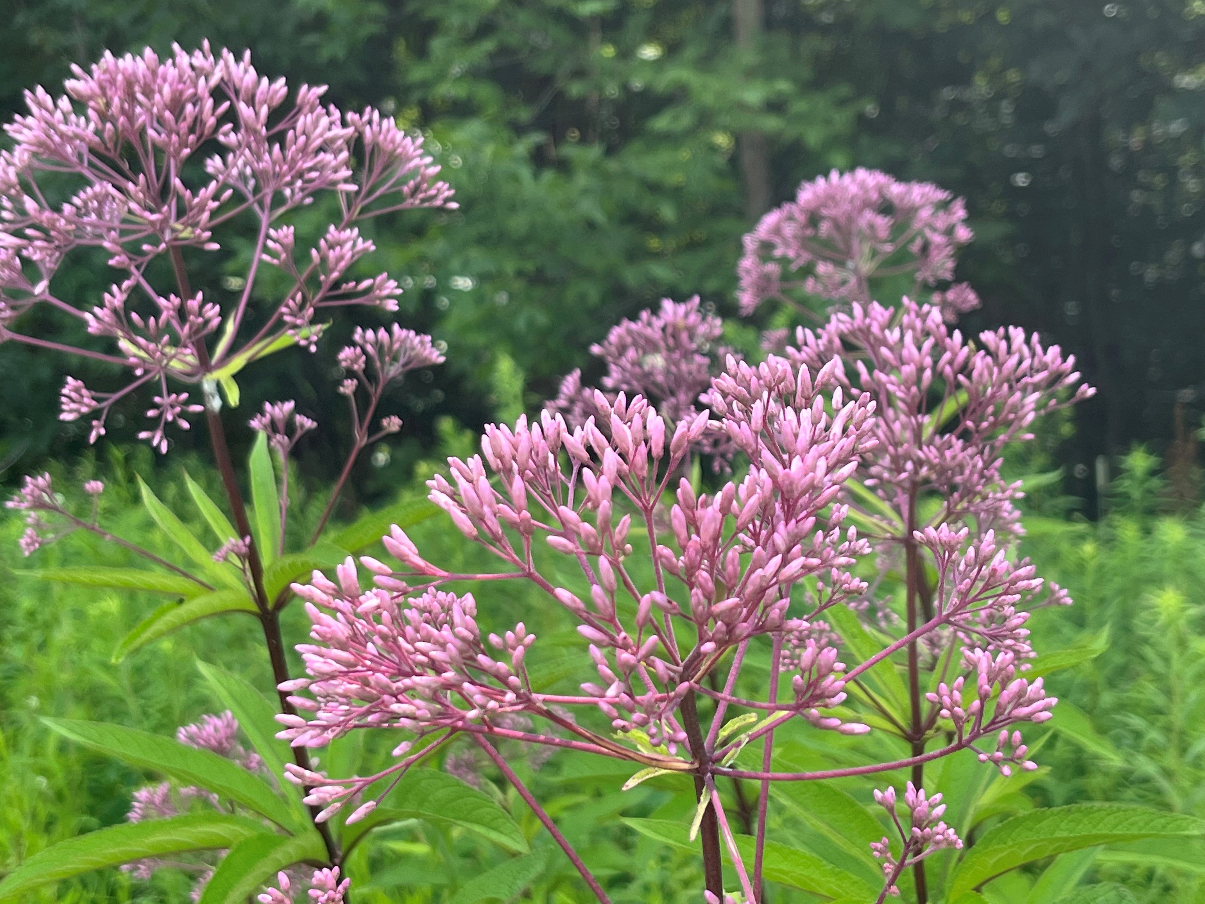 plant seed mix Privacy Pollinator Fence Native Seed Mix