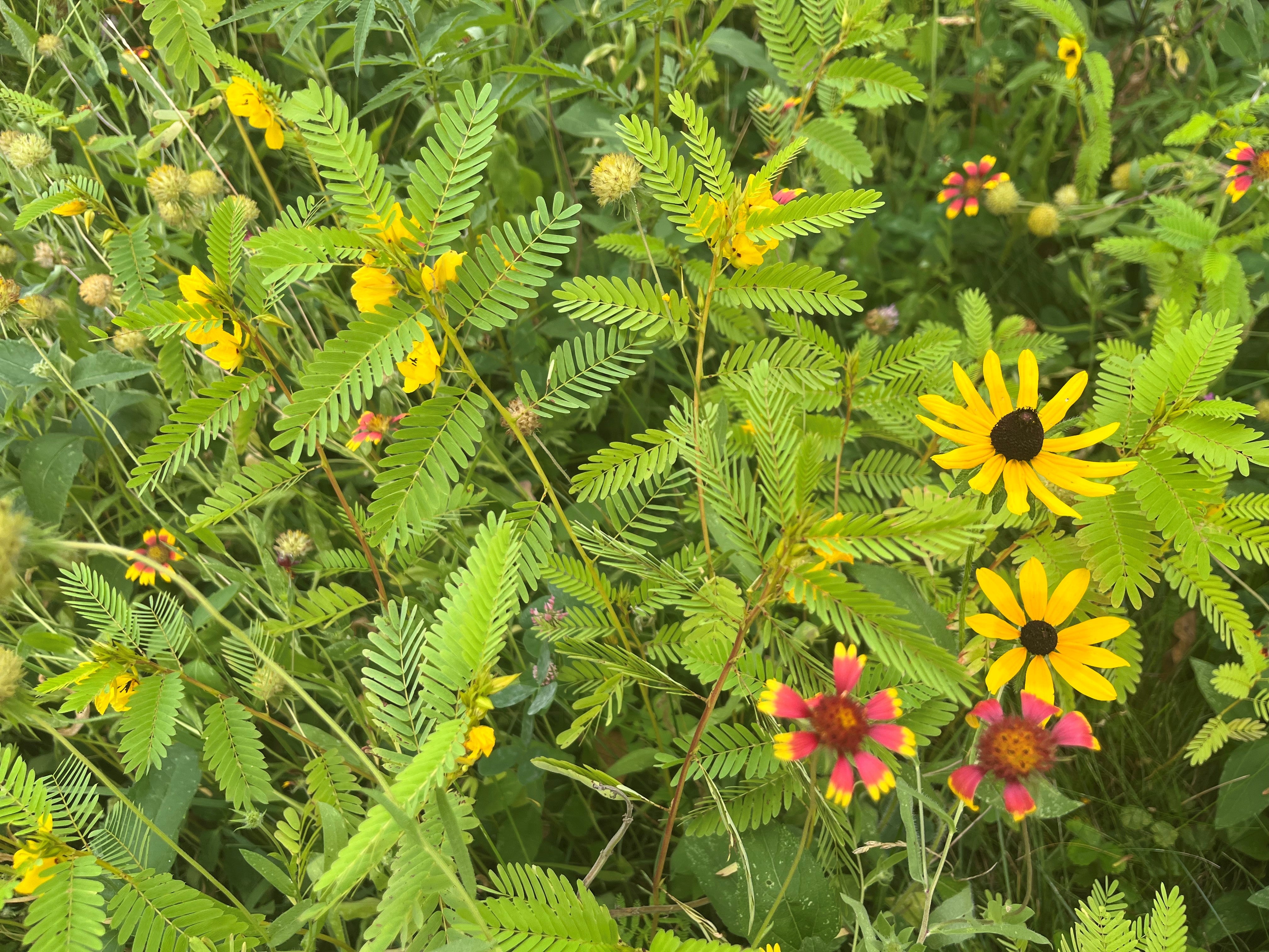 Midwest Wildflower Mix