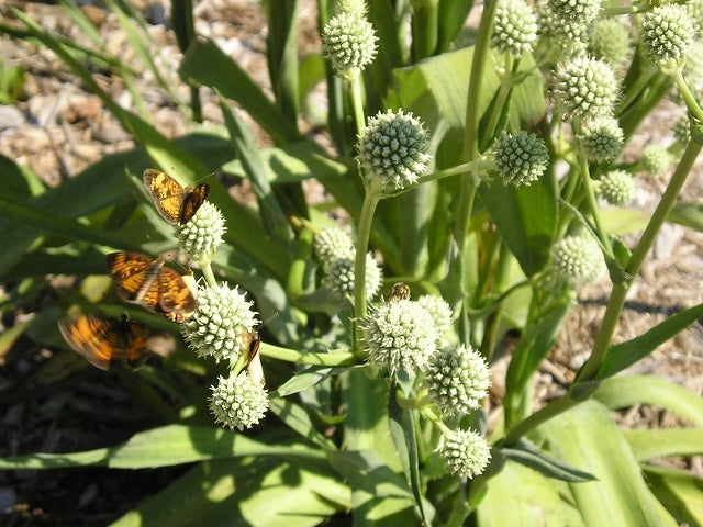 rattle snake wild flower plant Eryngium yuccifolium