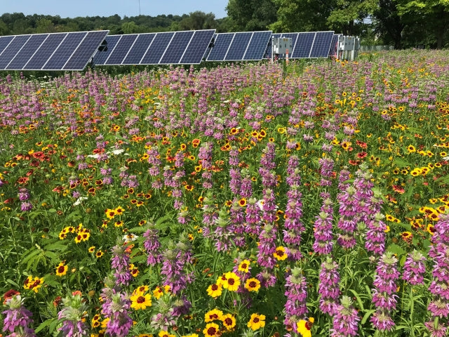 power plant seed mix Solar Field Grass Mix