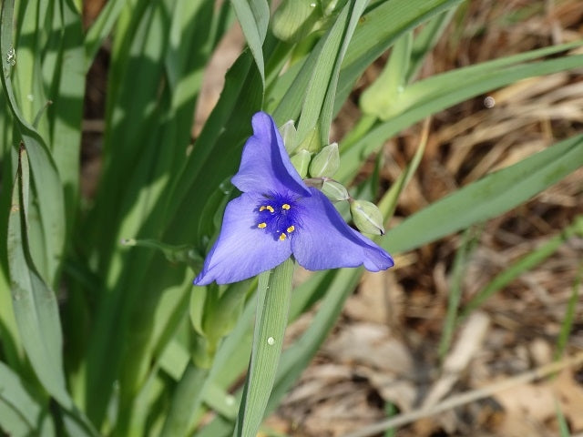 plants grown from bird seed Song Bird Native Seed Mix