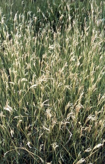 Sporobolus asper - Tall Dropseed Grass