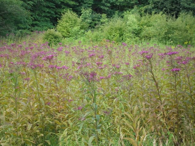 tall ironweed vernonia altissima Vernonia altissima