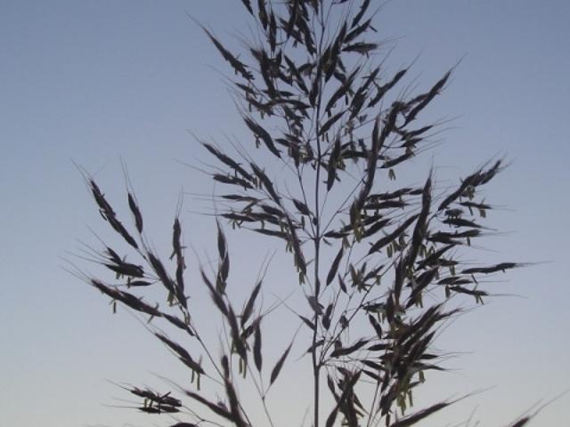 Warm Season Tall Grass Mix