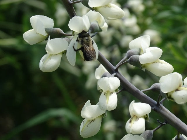 white seed flower Baptisia alba