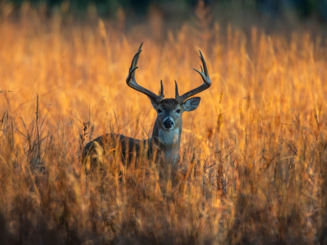 best seed to plant for deer in georgia Whitetail Deer Native Grass Bedding Mix
